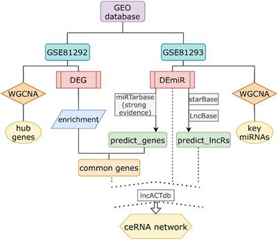 Prediction of a Competing Endogenous RNA Co-expression Network by Comprehensive Methods in Systemic Sclerosis-Related Interstitial Lung Disease